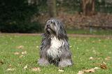 TERRIER DU TIBET 401